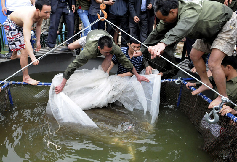 Illustration for article titled It took a few dozen people, including Special Forces soldiers, to capture this sacred giant turtle